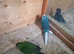 Breeding Pair kakarikis