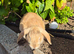 Baby lop eared rabbits
