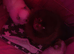 Two beautiful Sable chocolate Pomeranian boys