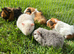Beautiful Baby Guinea Pigs Mixed Colour Male & Femal