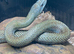 JAPANESE RAT SNAKE