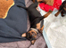 Mini pincher puppies