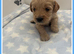 STUNNING F1 MINIATURE GOLDENDOODLES