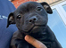 Staffy pups for sale. Excellent pedigree, KC registered