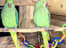 Male & Female Indian Ringneck Parrots – 8 Months Old
