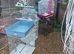 Bird cages for sale