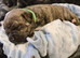 American bull staffy pups