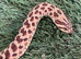 Het Ghost Hognose