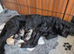 Beautiful cuddly mini Labradoodles F1b looking for forever home.