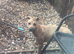 Female greyhound pup