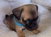 Frug puppies