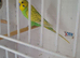 Pair of budgies
