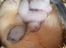 Ferret Hobs bew/silver