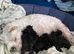 Miniature schnauzer puppies