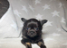 2 Beautiful Longhair Chihuahua Males