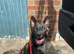 Dutch Herder Available For Stud