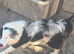 Gorgeous Pure breed Collies
