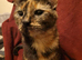 Tortieshell rescue. RESERVED