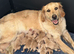 Gorgeous KC Registered Golden Retriever Boy