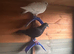 3 Black Racing Pigeons &ndash; &pound;40