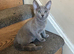 TICA 5* pedigree Russian blue kittens