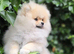 Pomeranian puppies for sale KCreg