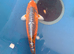 80CM KIN KIKOKURYU