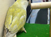 Split grey love bird