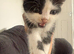 3 female kittens for sale