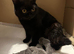Beautiful British Shorthair Kittens