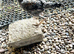 Free modern game bantam cockerel