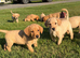 Labrador puppies