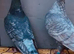 Rubella spread rare colour racing pigeons