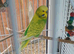 Bonded pair of budgies