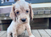 KC Registered Cocker spaniel’s