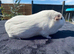 Female Guinea Pig