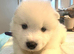 5 beautiful Samoyed Puppies