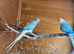 Blue cleartail opaline semi tame