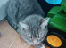 Cat £50