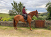 5 YO RID CLASS 2 MARE 17.2HH