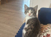 Kittens for sale