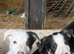 Pure adorable tri Colour Border Collies ready now