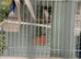 Budgie pair