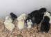 chicks
