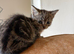 Small Fluffy Female Kitten Tabby