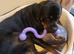 Lovely male rottweiler for sale