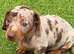 STOP SCROLLING! ADORABLE DACHSHUND PUPPIES AVAILABLE