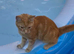 Ginger and white male cat