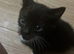 2 black and white kittens