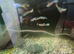 Endler Livebearers Males and females available